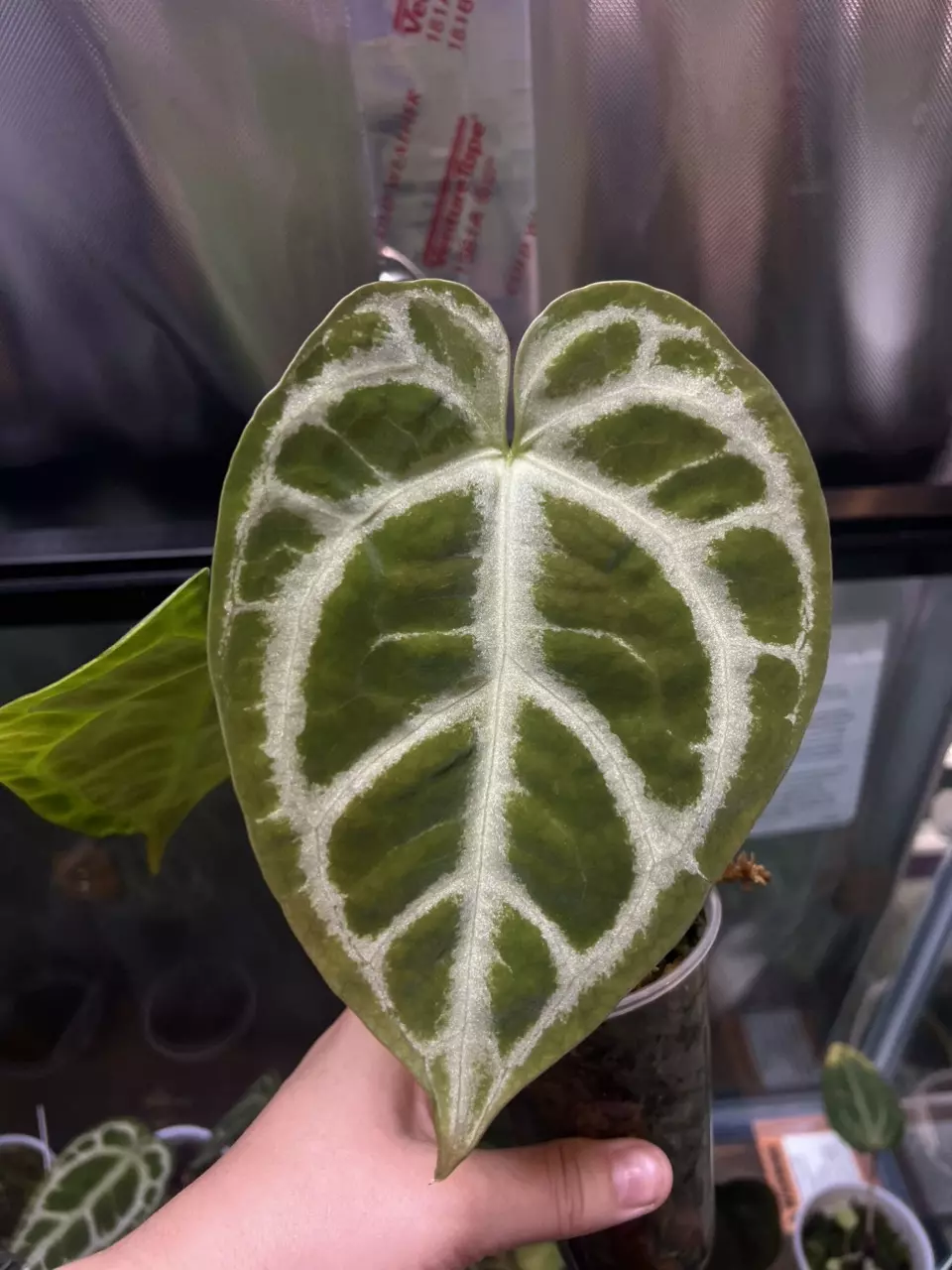 plant/Anthurium selby silver-0