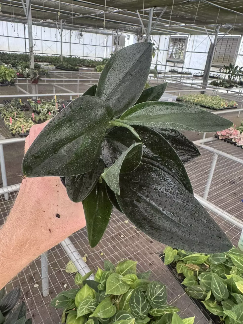 plant/Scindapsus treubii dark form 4” pot growers choice-1