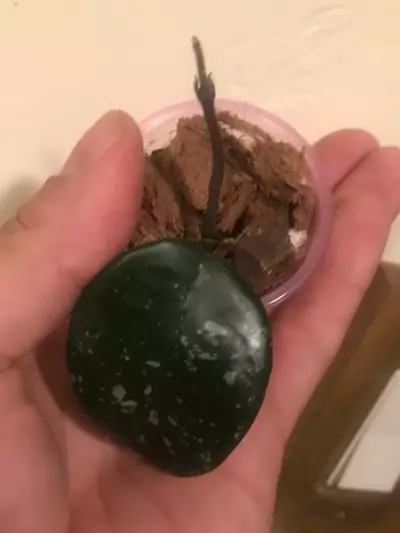 plant/Hoya SMS Brian top cutting rooted and rearing to go!!! Such a gorgeous sms cross-2-thumbnail