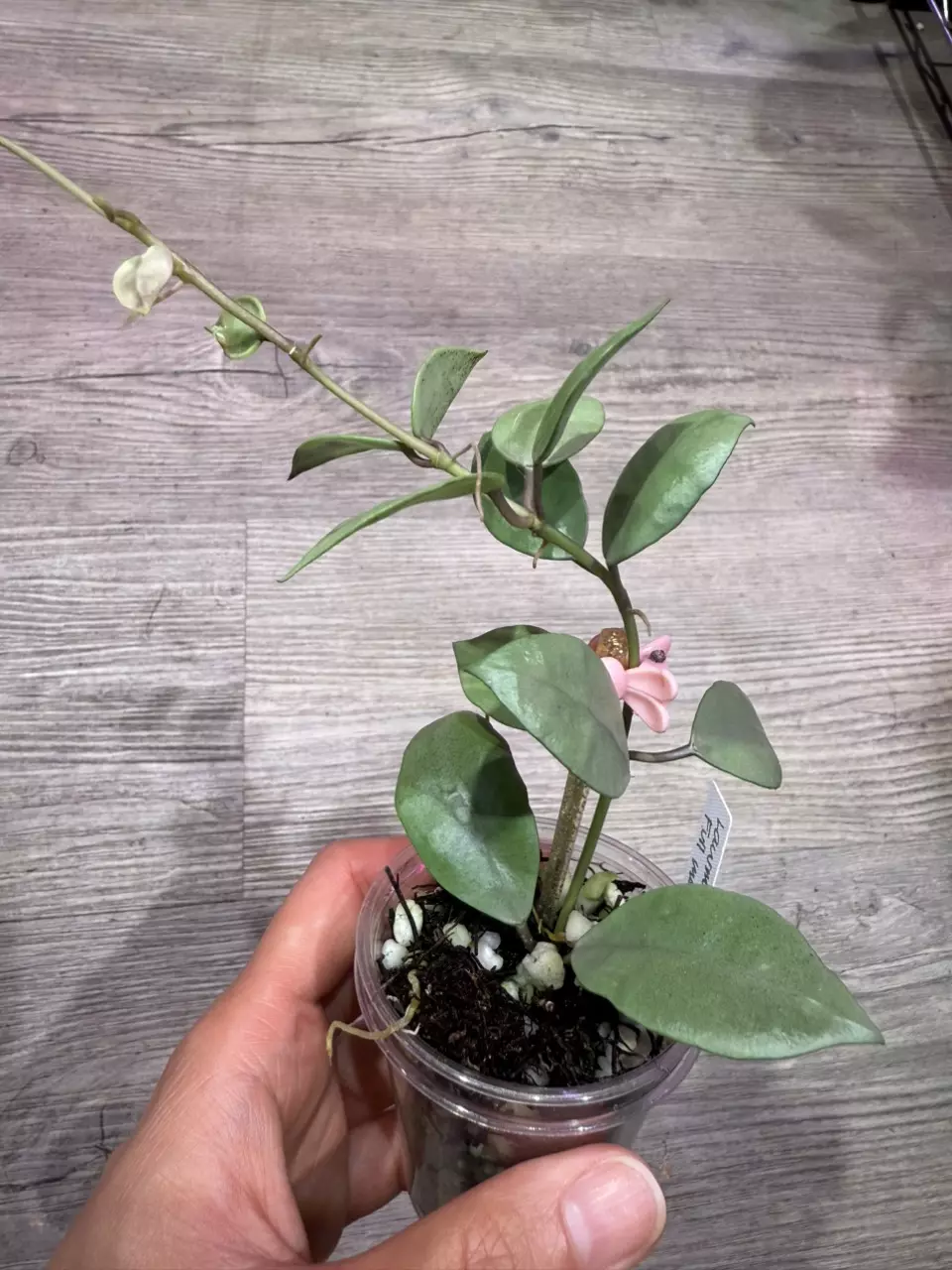 plant/Hoya Lacunosa Full moon-0