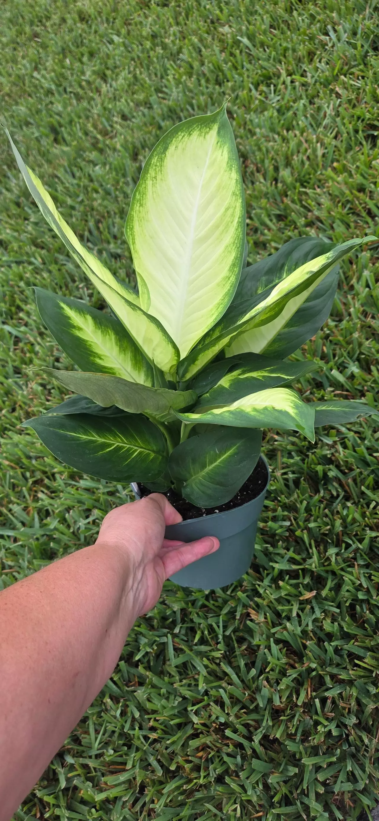 plant/Dieffenbachia Camille-1