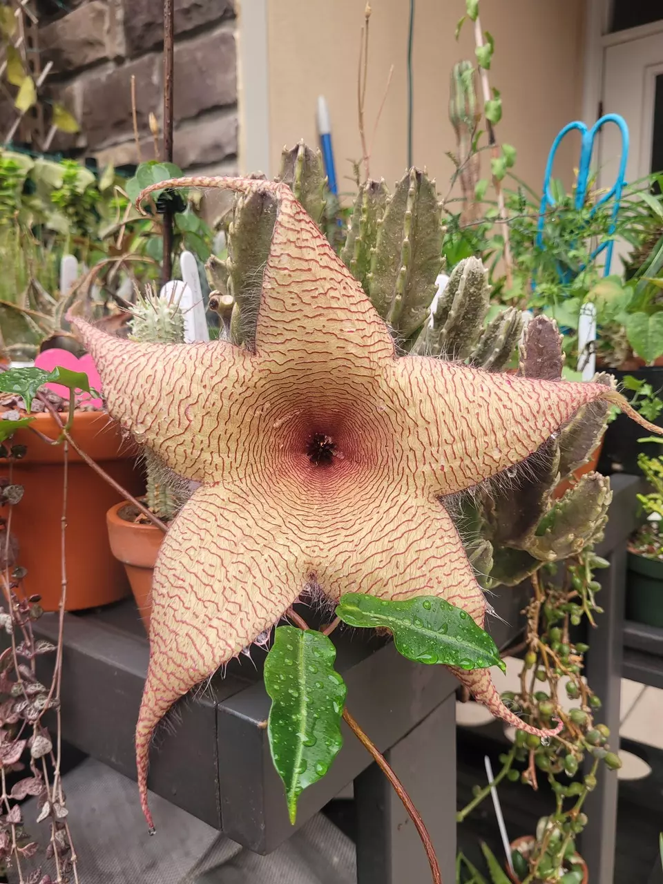 plant/Stapelia gigantea 4” pot growers choice-0