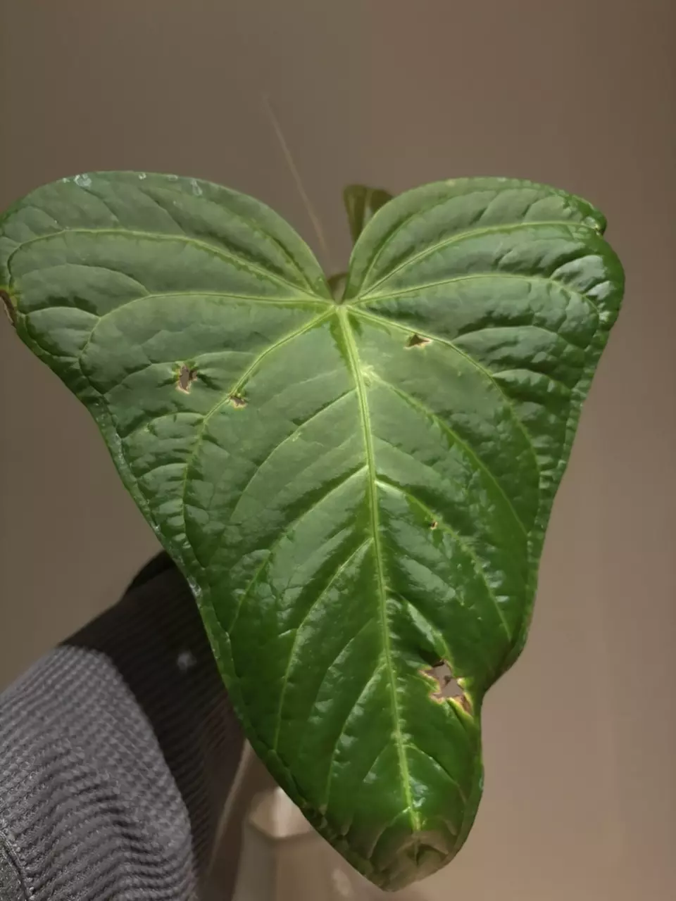plant/Anthurium yasuni heart (magnificum x moronense)-0