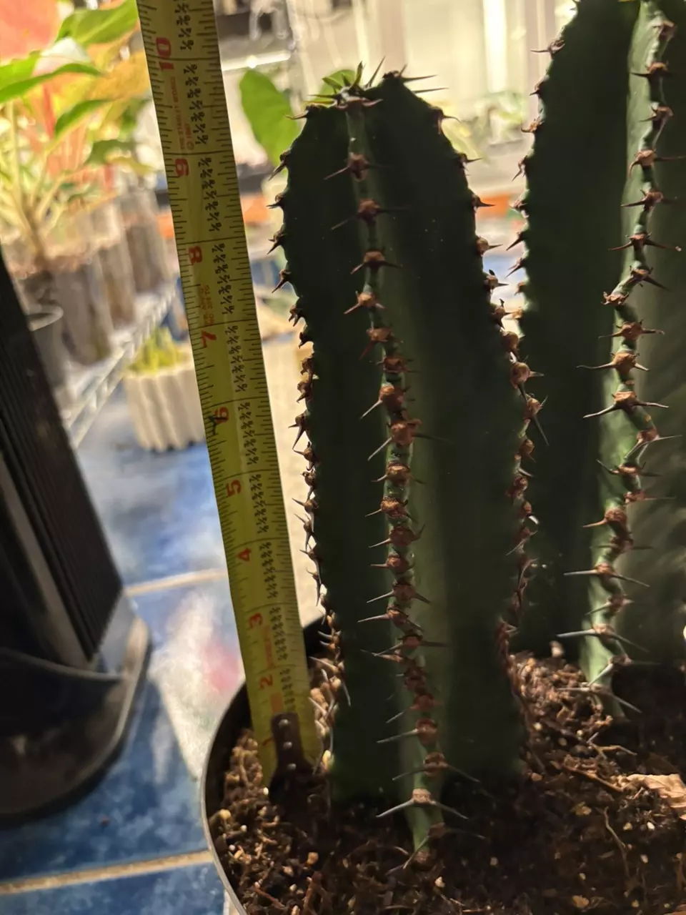 plant/euphorbia ingens chocolate drop-2