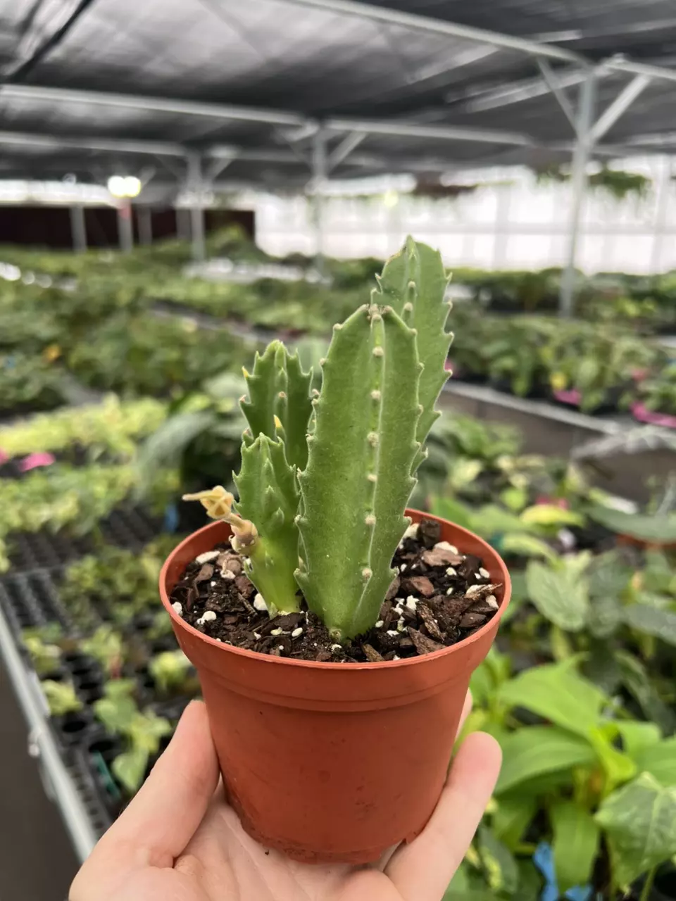plant/Stapelia gigantea 4” pot growers choice-7