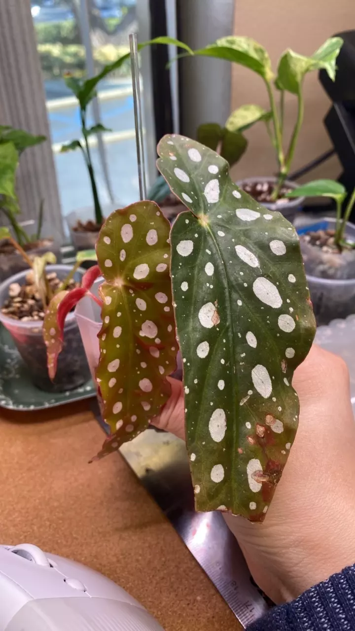 plant/Begonia Maculata pup-1