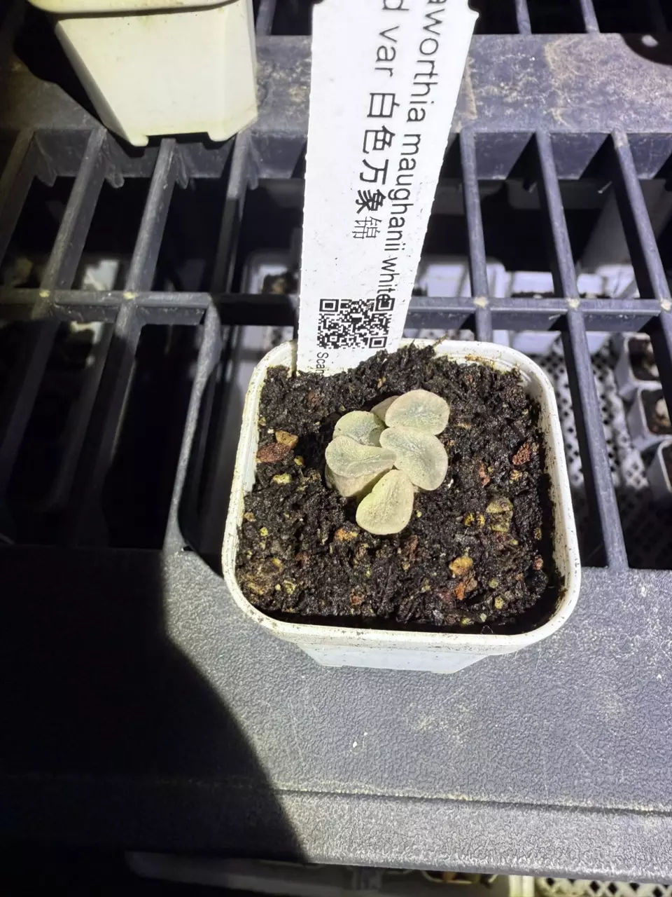plant/B137 white maughanii var-0