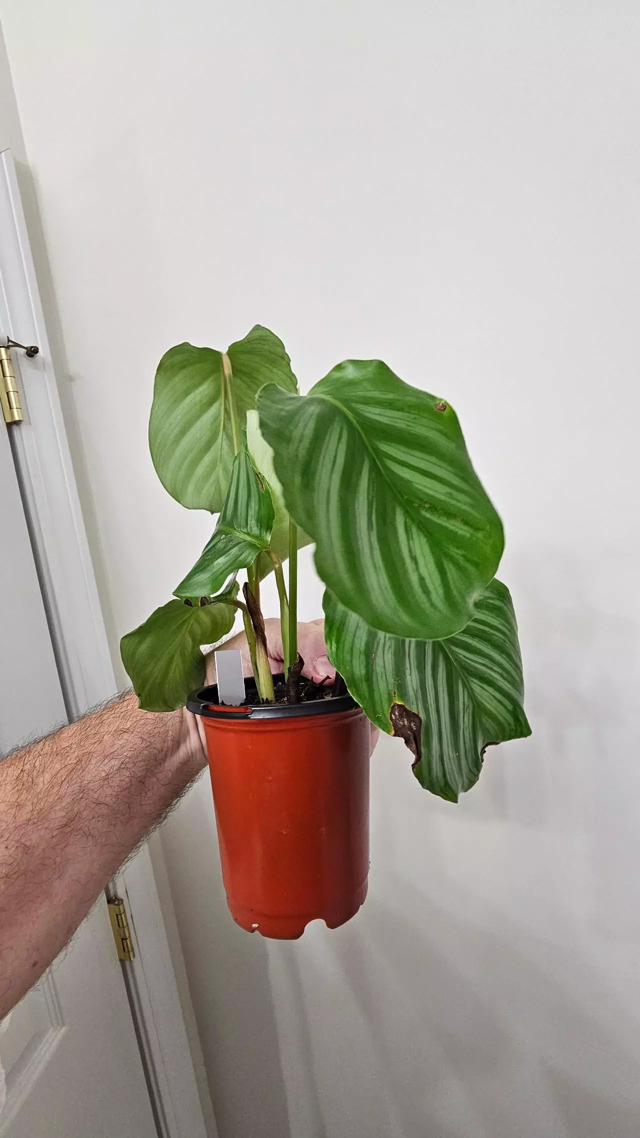 plant/Calathea Orbifolia-3