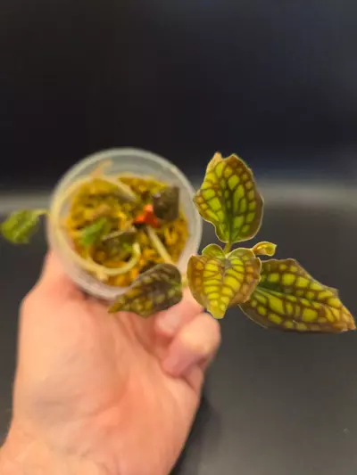 plant/Jewel orchid bundle-2-thumbnail