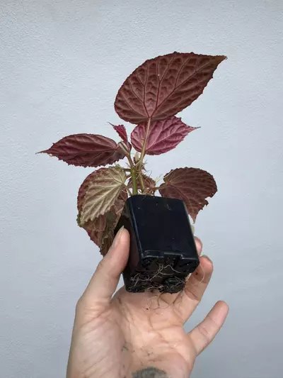 plant/MOTHER PLANT: Begonia Dracopelta x Begonia Kapuashuluensis-4-thumbnail