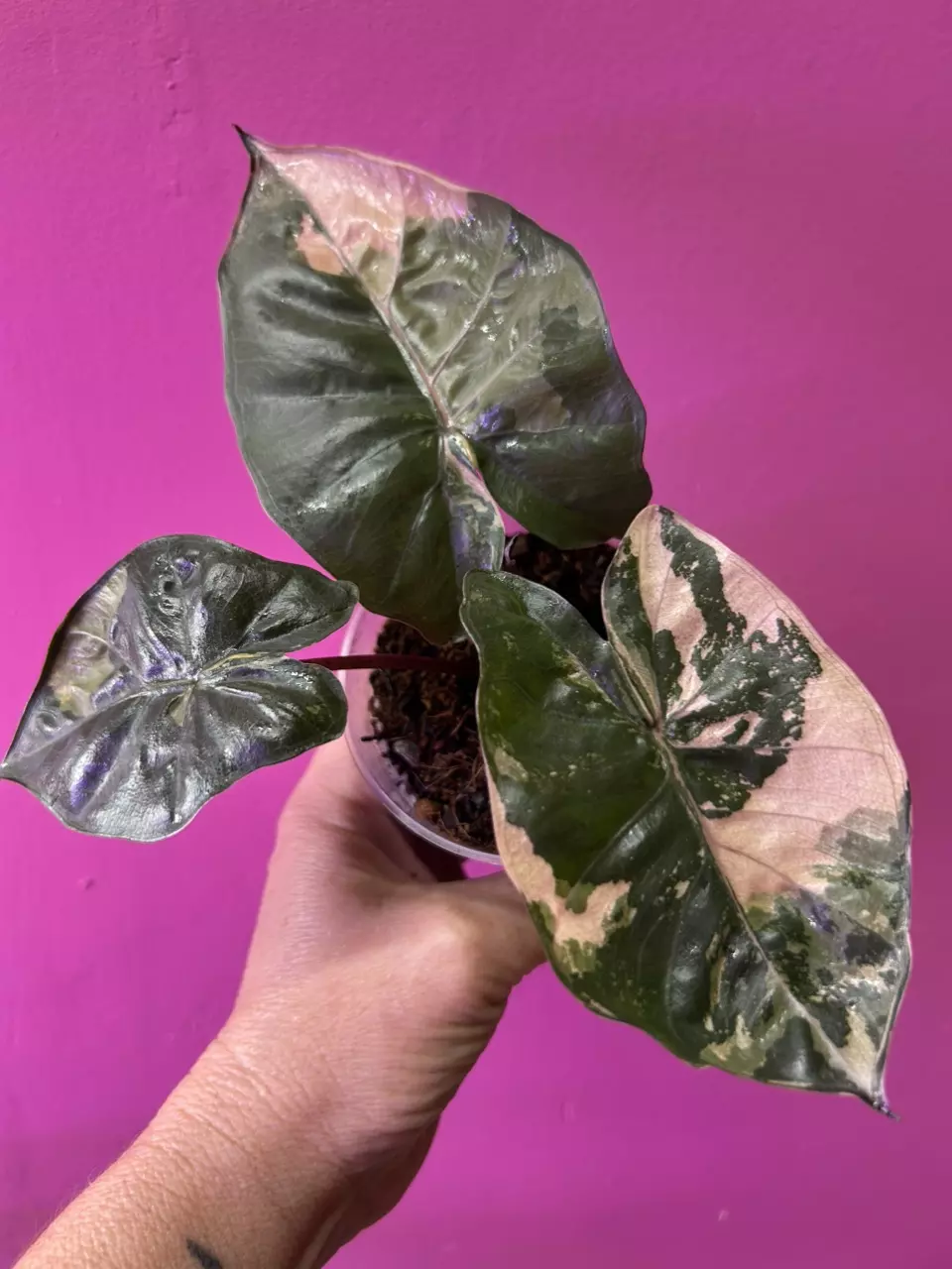 plant/Alocasia Yucatán Princess variegated-0