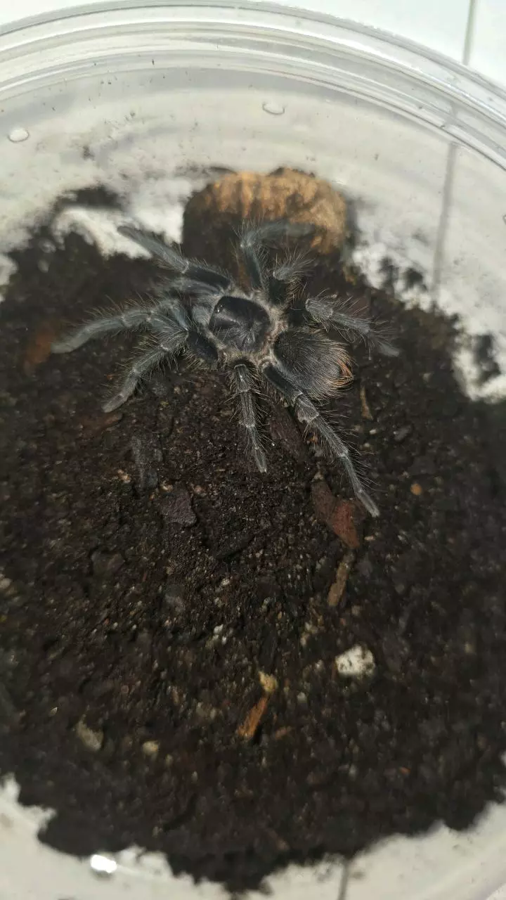 plant/Phormictopus sp. Green Femur Golden Carapace" 3"-0