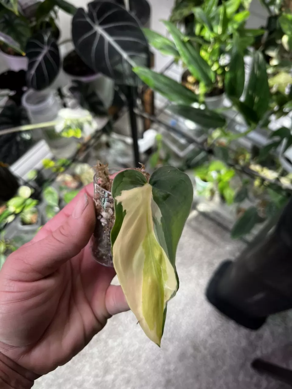 plant/Philodendron gabby-0