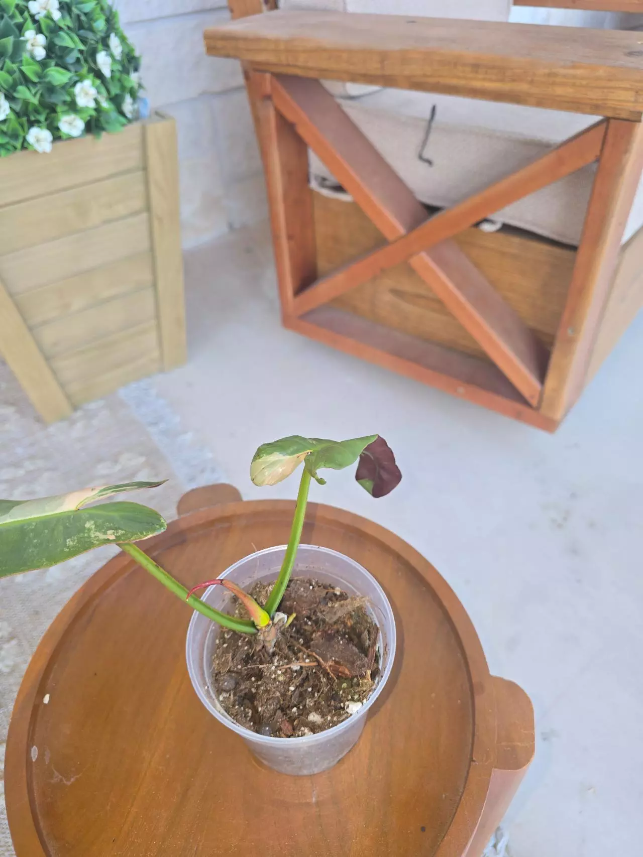 plant/Pink Atabapoense-1