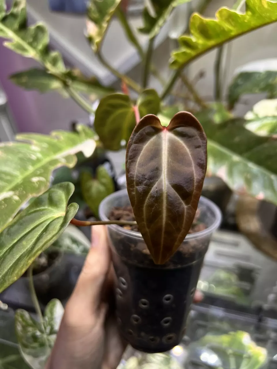 plant/Anthurium Dr. Tom Croat Inverse Crossing-0