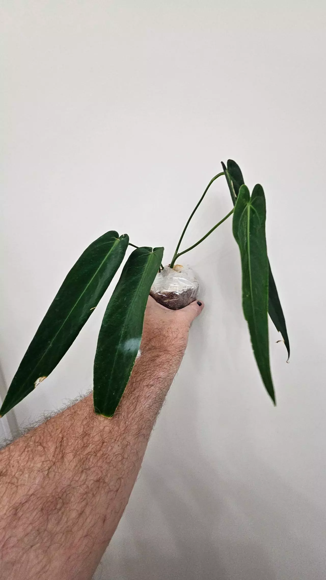 plant/Anthurium Warocqueanum 'Esmeralda'-0