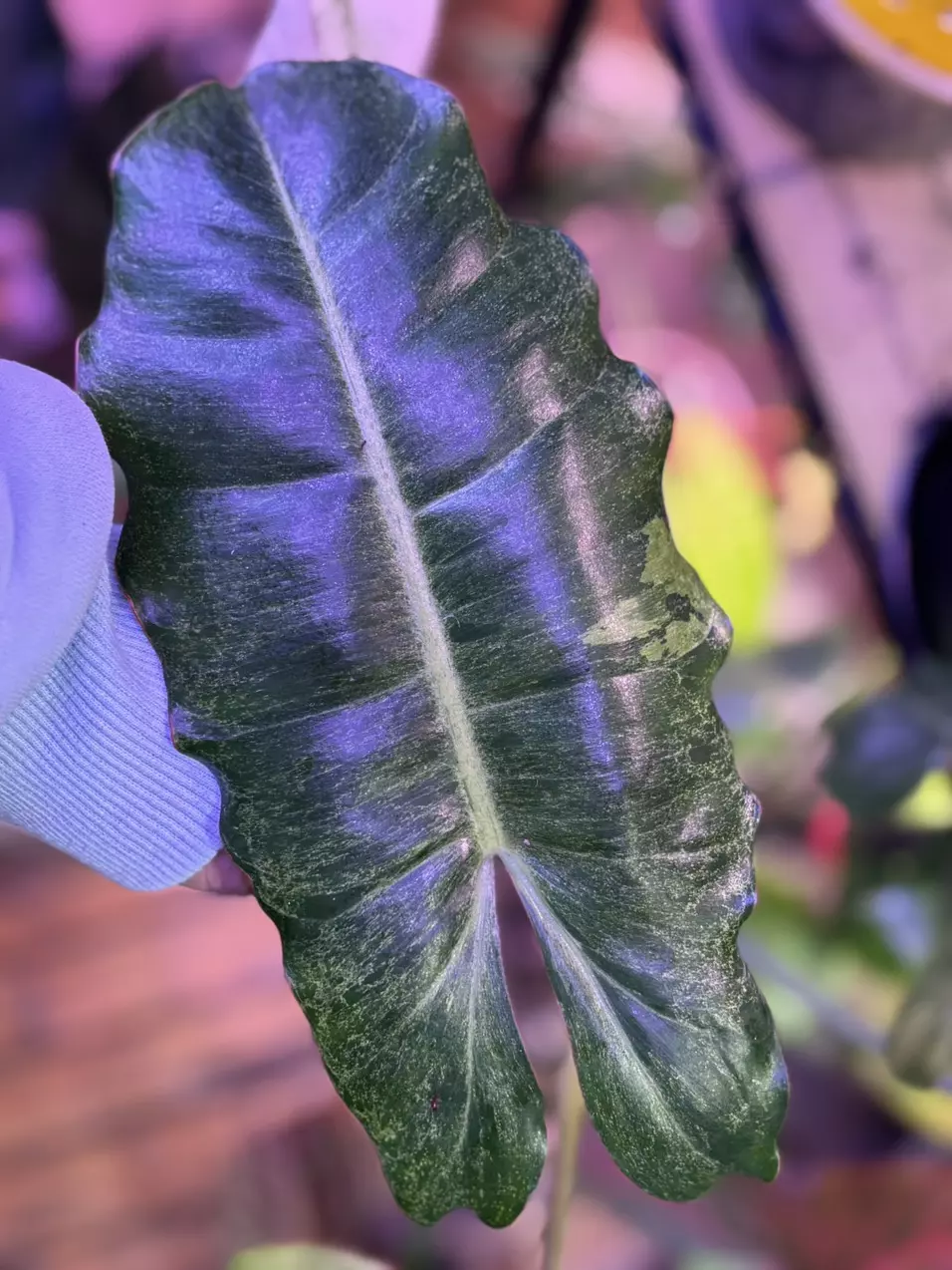 plant/Paraiso Verde mature-1