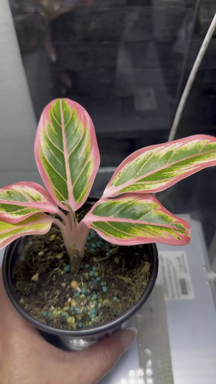 plant/Aglo Lotus Delight-0