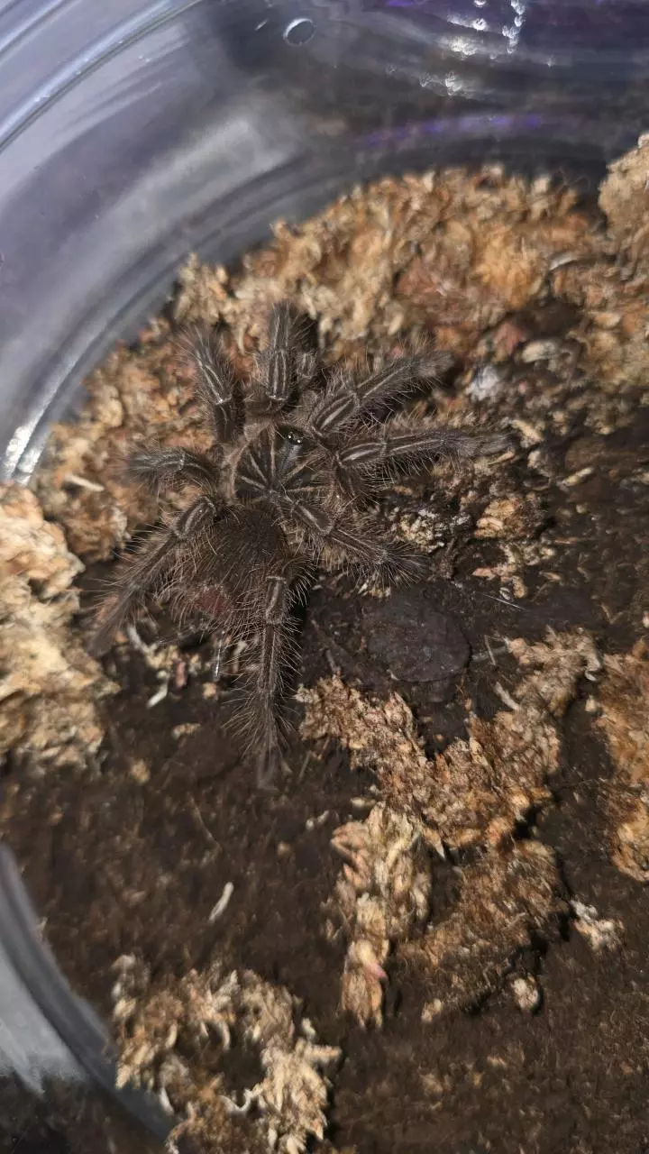 plant/Golaith BirdEater (Theraposa strimi) 3 1/2"-0
