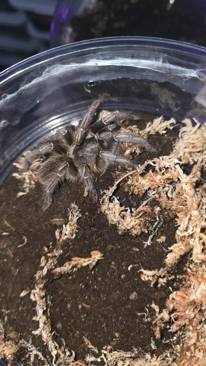 plant/Stripe Knee (Aphonopelma seemanni) 3"+-0