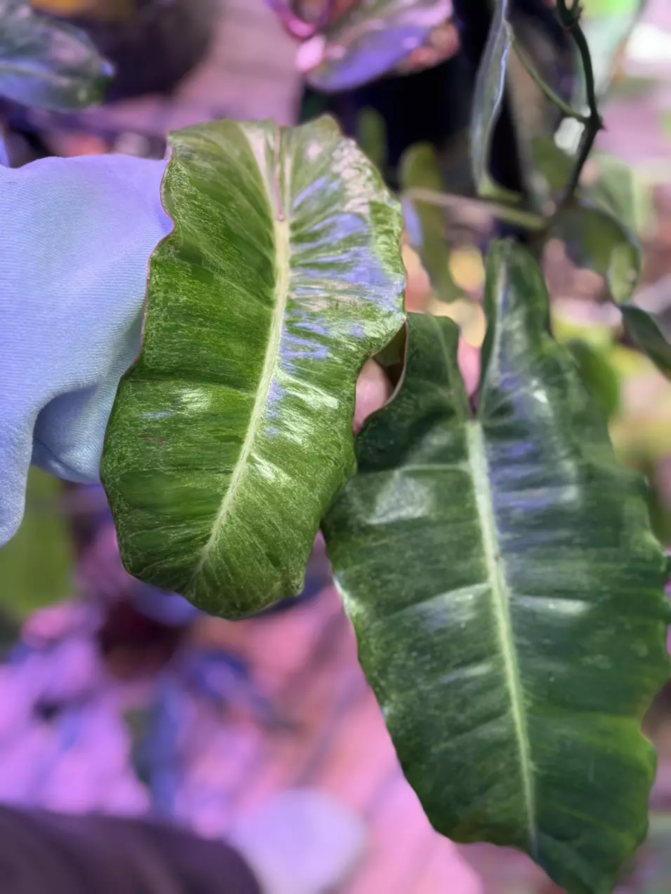 plant/Paraiso Verde mature-0