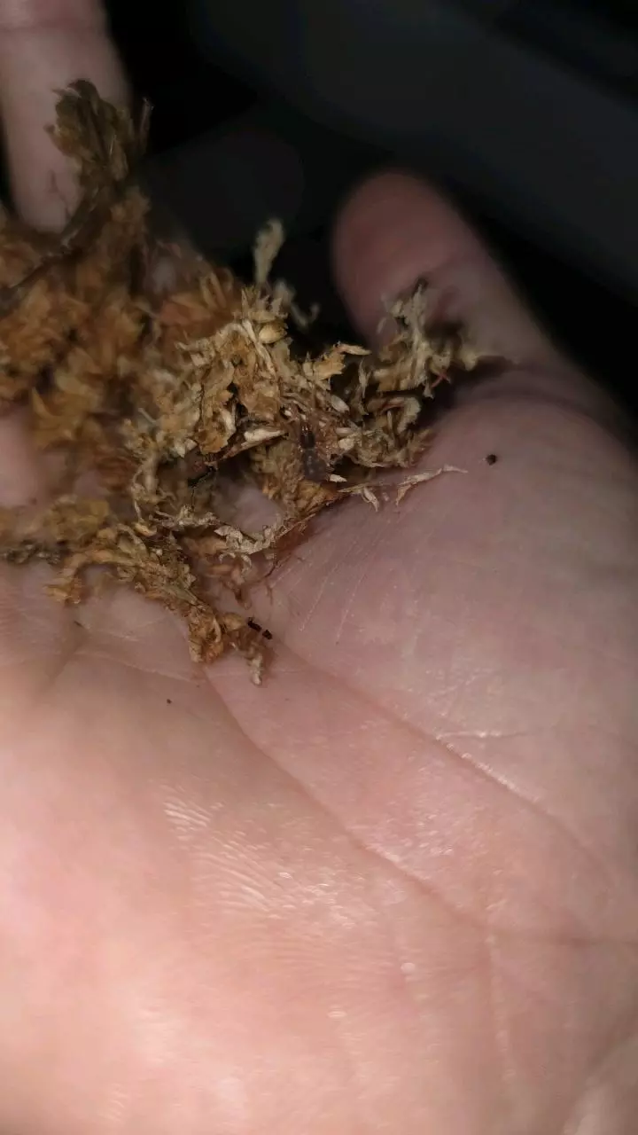 plant/Pumpkin Patch (Hapalopus formosus) 1/4"-0