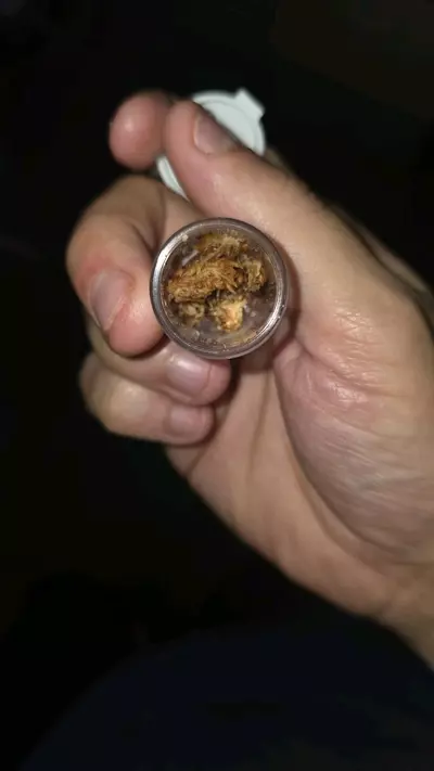 plant/Trinidad Dwarf (Cyriocosmus Elegans) 1/2”+-0-thumbnail