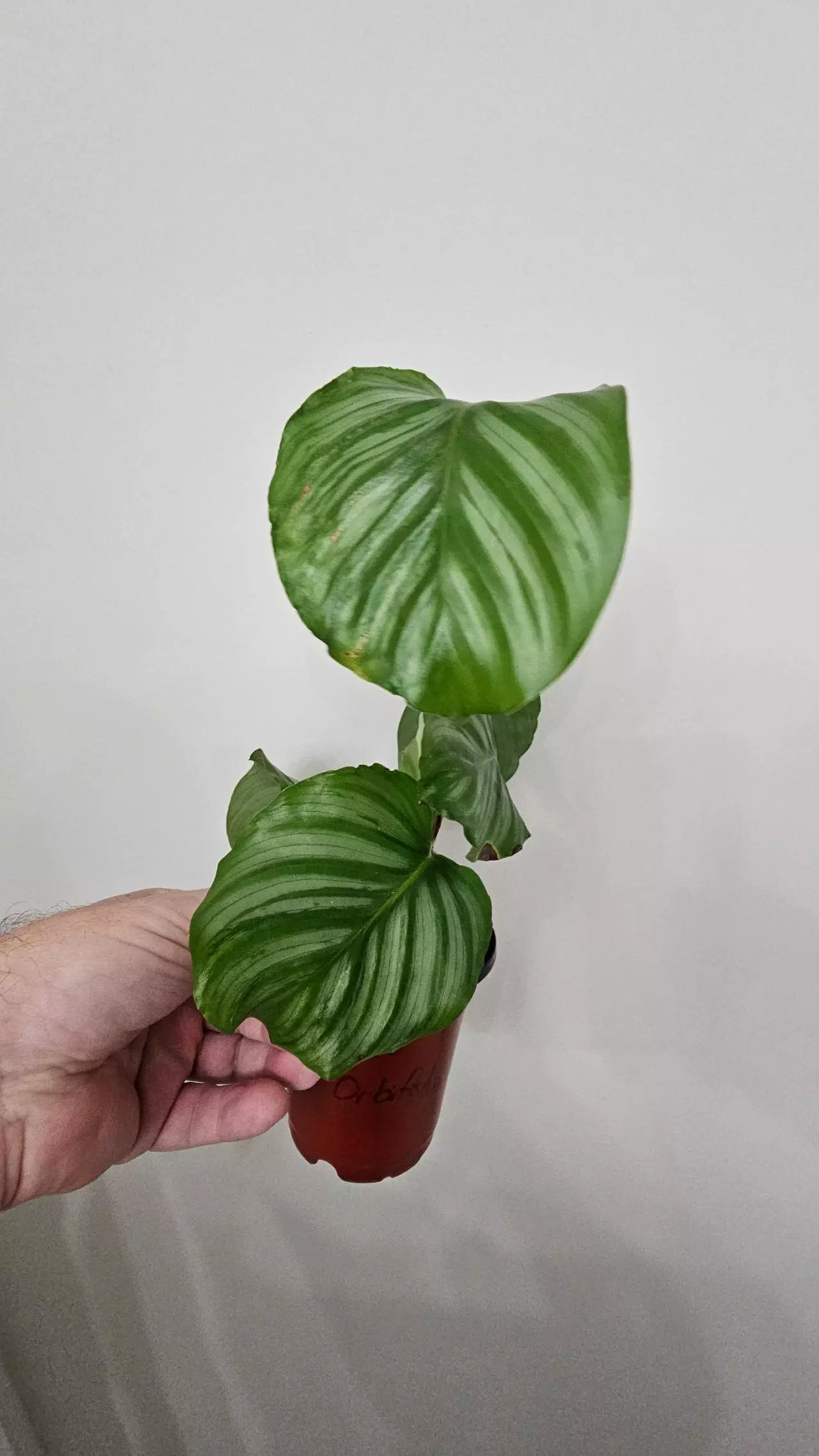 plant/Calathea Orbifolia-0