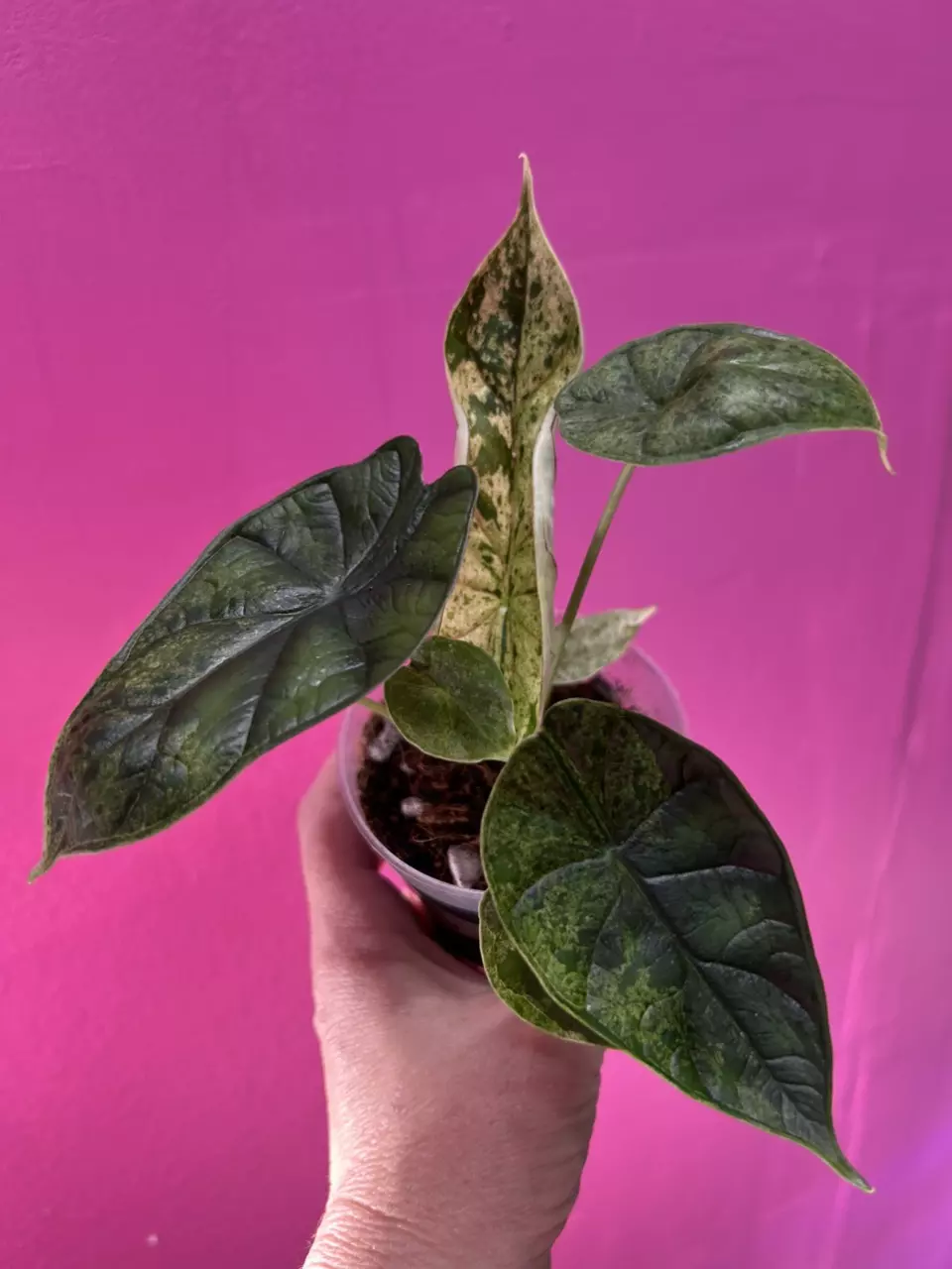 plant/Alocasia dragon scale mint-1