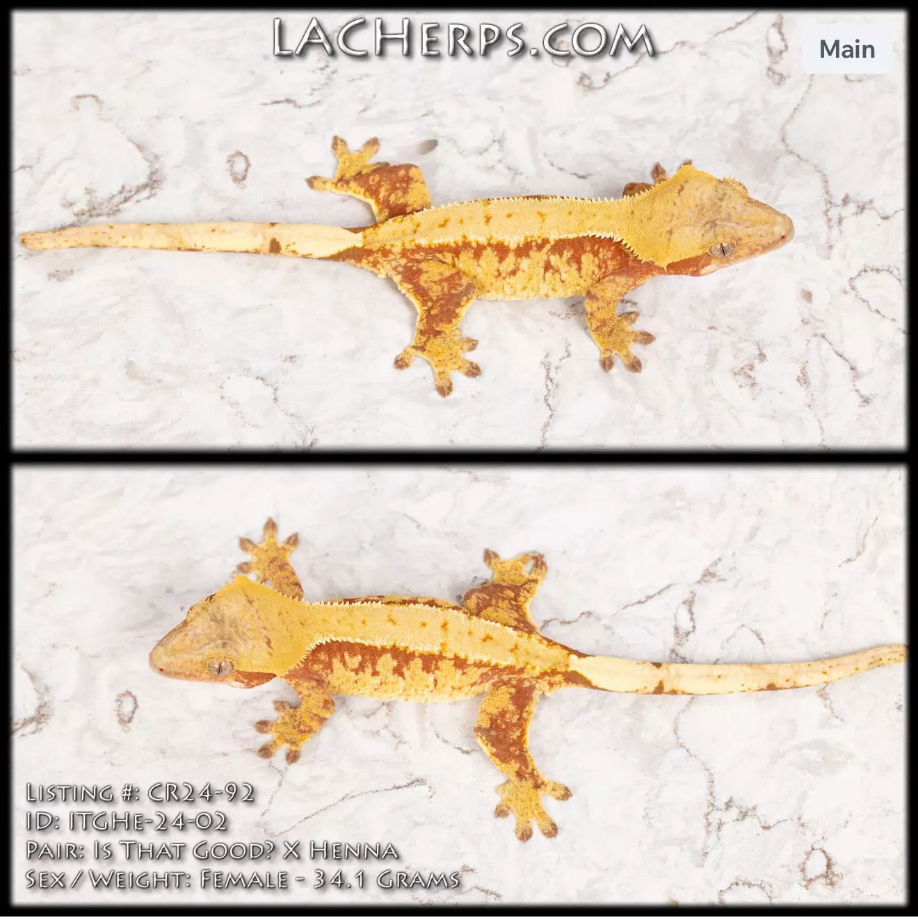 plant/CR24-92 - Stunning bright red base extreme harlequin - Female-0