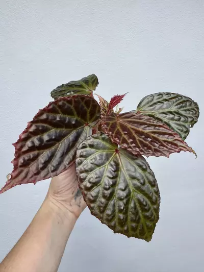 plant/MOTHER PLANT: Begonia Dracopelta x Begonia Kapuashuluensis-2-thumbnail
