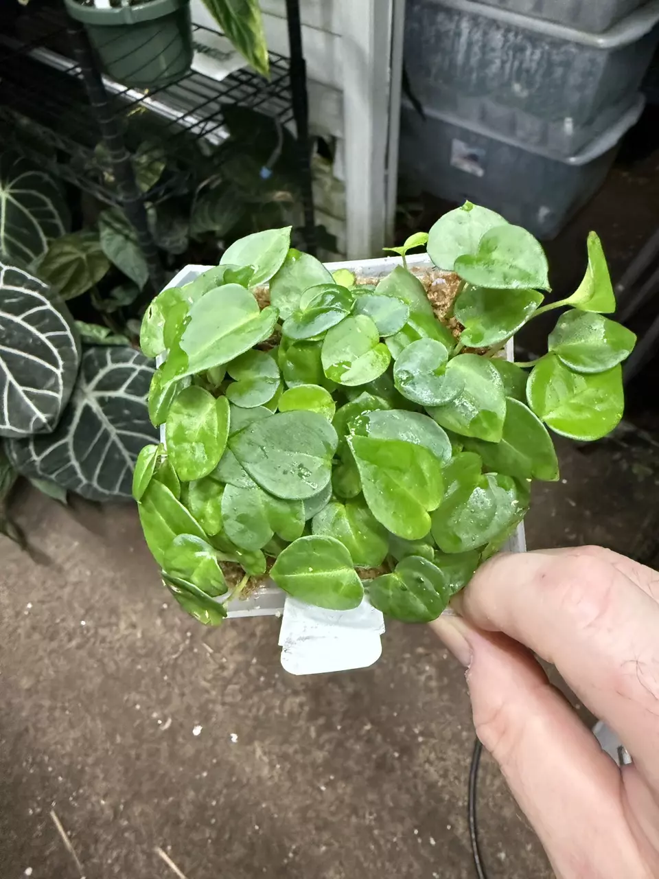 plant/Carla grc x Crystal Carla for Brandon-0