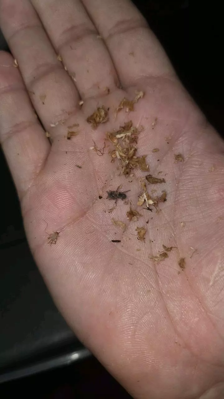 plant/Guatemalan Tiger Rump (Davis pentaloris) 1/4"-0