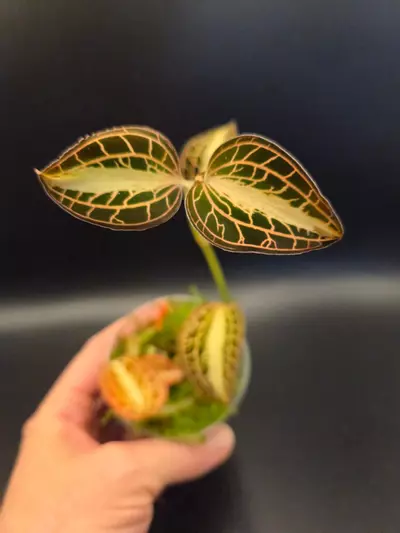 plant/Jewel orchid bundle-3-thumbnail
