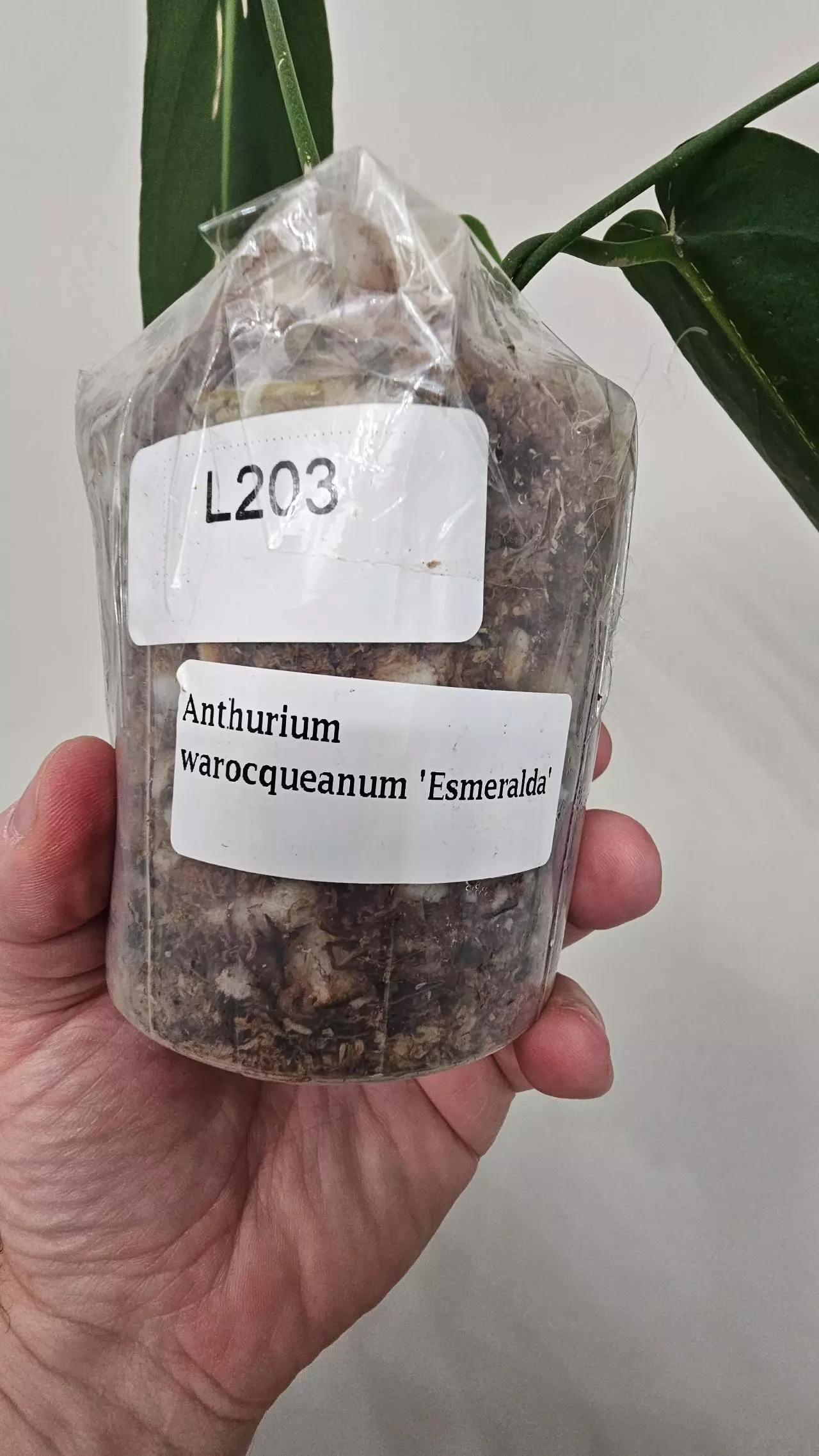 plant/Anthurium Warocqueanum 'Esmeralda'-5