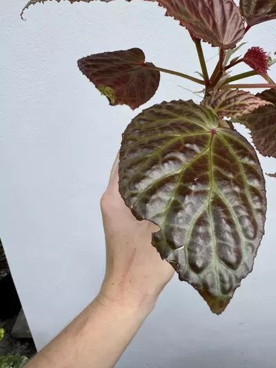 plant/MOTHER PLANT: Begonia Dracopelta x Begonia Kapuashuluensis-1-thumbnail
