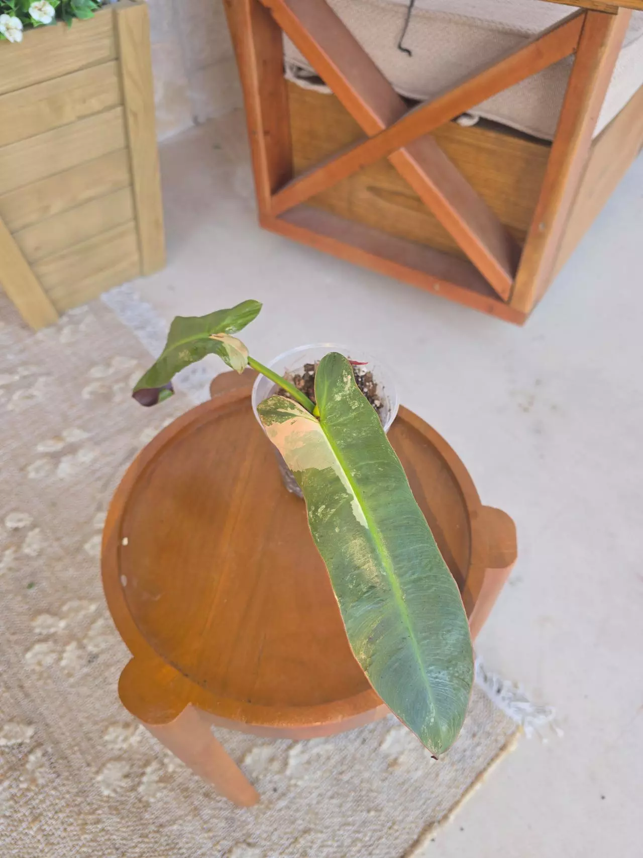 plant/Pink Atabapoense-0