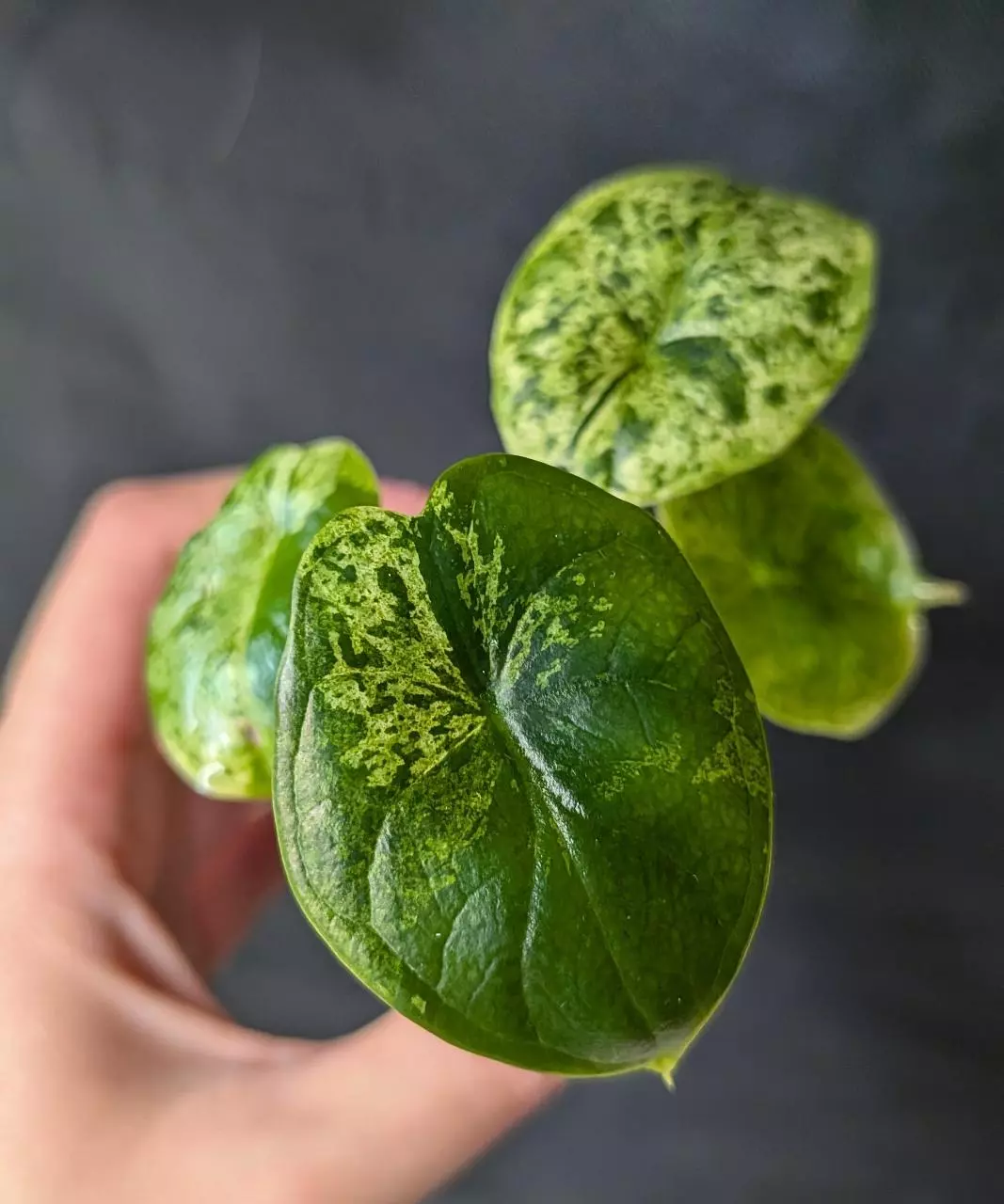 plant/#2050 Alocasia Dragon Scale Mint Small-1