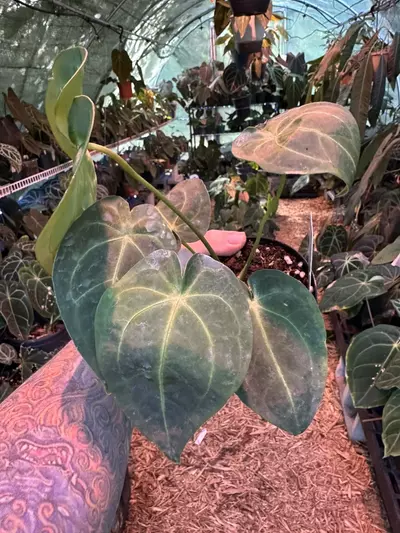 plant/2086- Forgetii x Mag-1-thumbnail