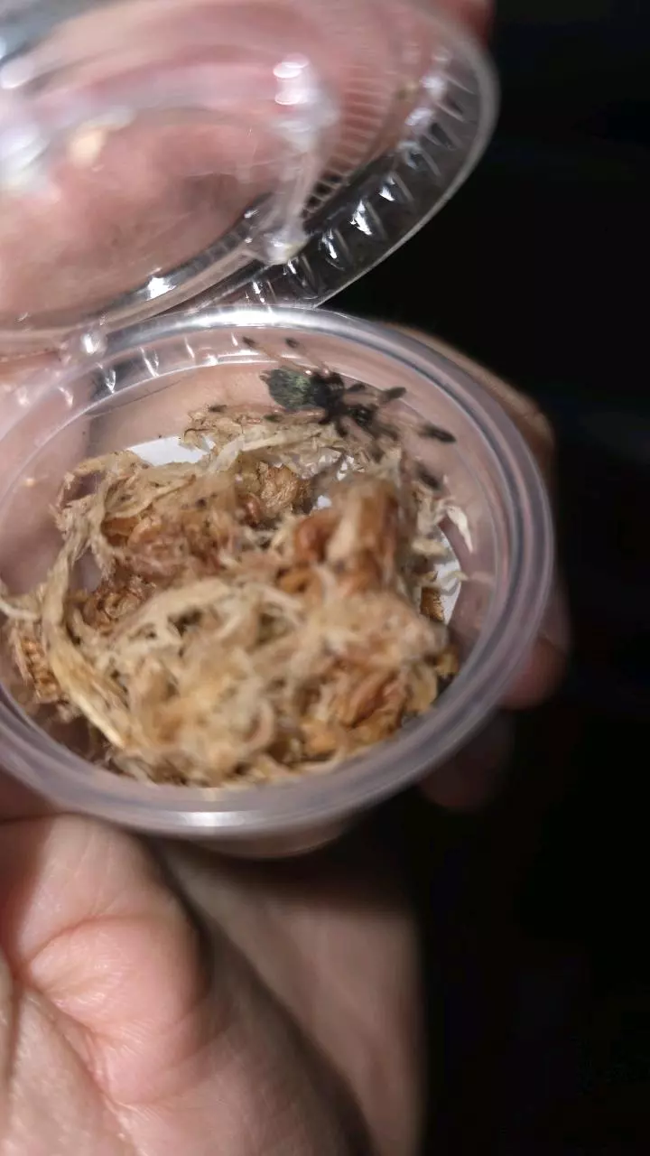 plant/Panama Blonde (Psalmopoeus pulcher) 1/2"-0