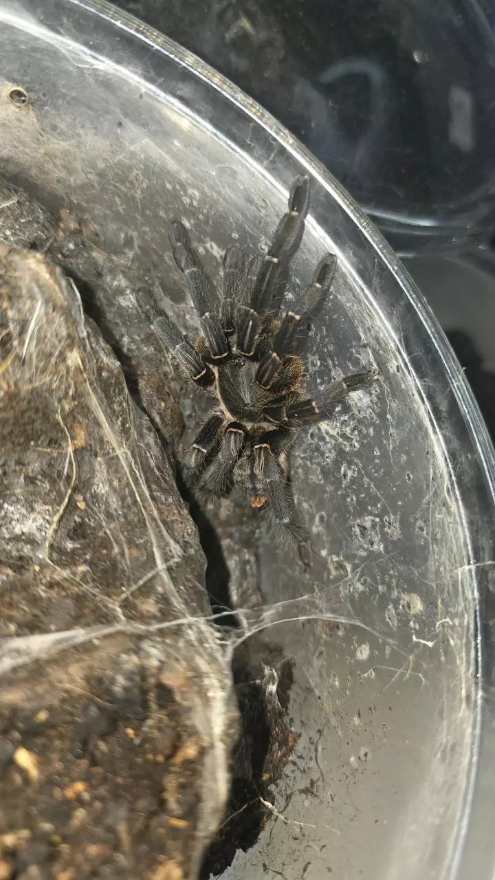 plant/Thai Tiger (Cyriopagopus albostriatus) MF-0