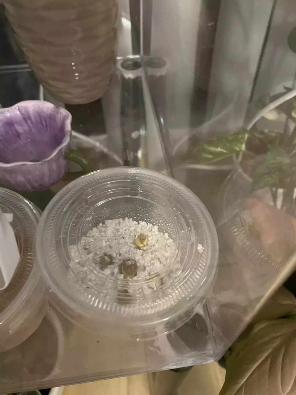 plant/Alocasia Amazonica Dwarf - Corms-1