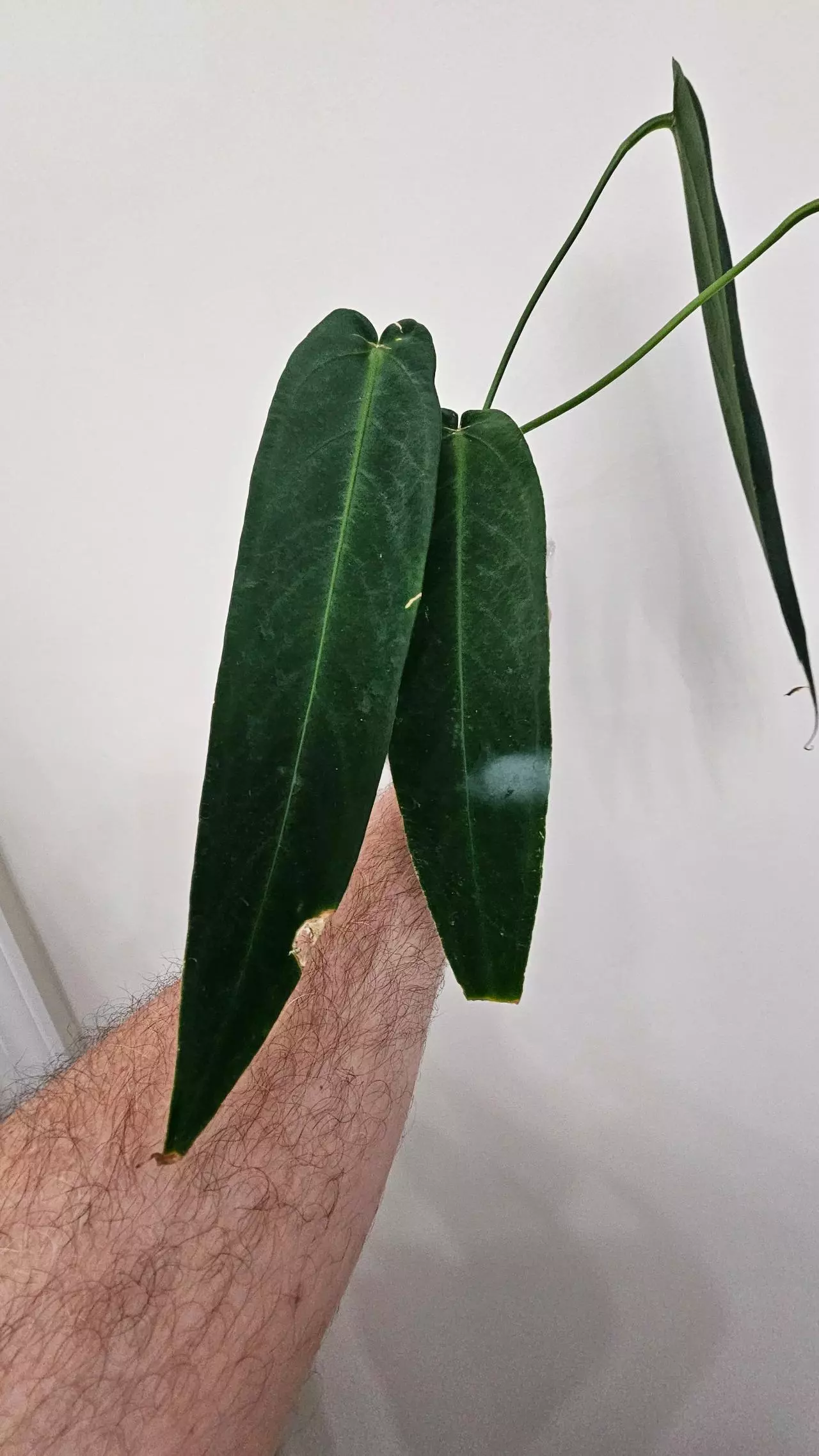 plant/Anthurium Warocqueanum 'Esmeralda'-1
