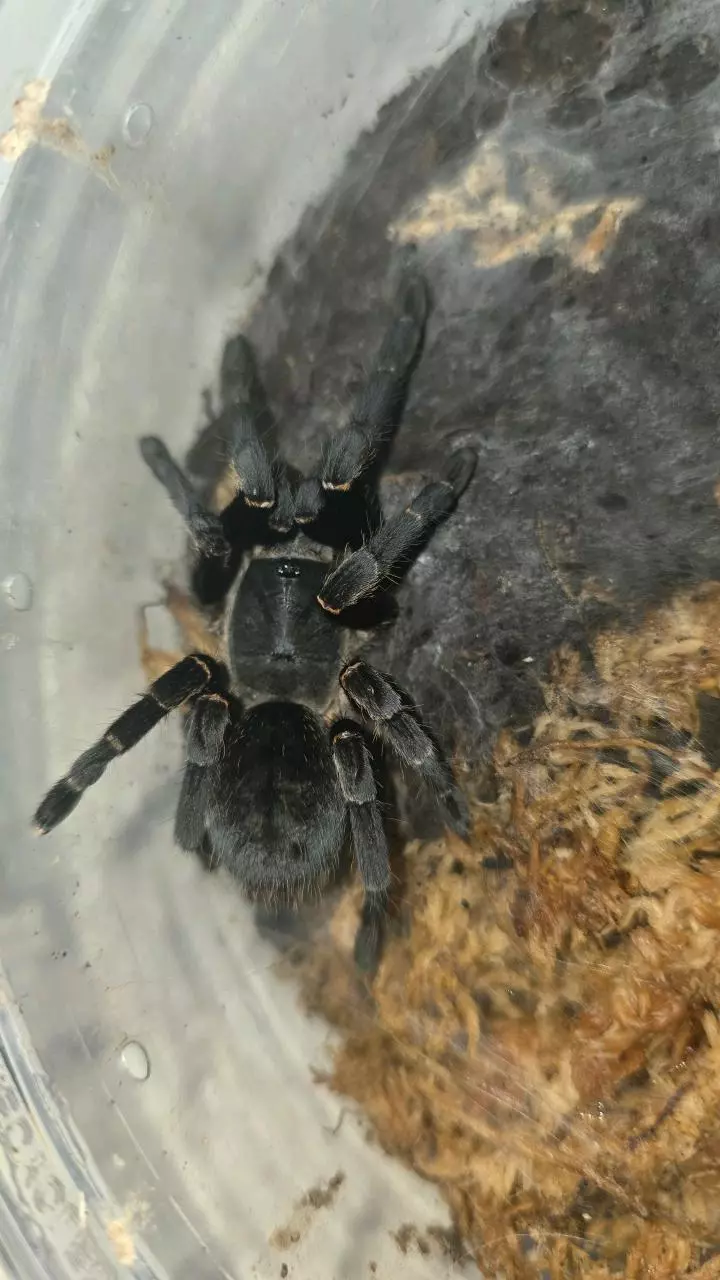 plant/Thai Silver Grey (Ornithoctonus costalis) 3"-0