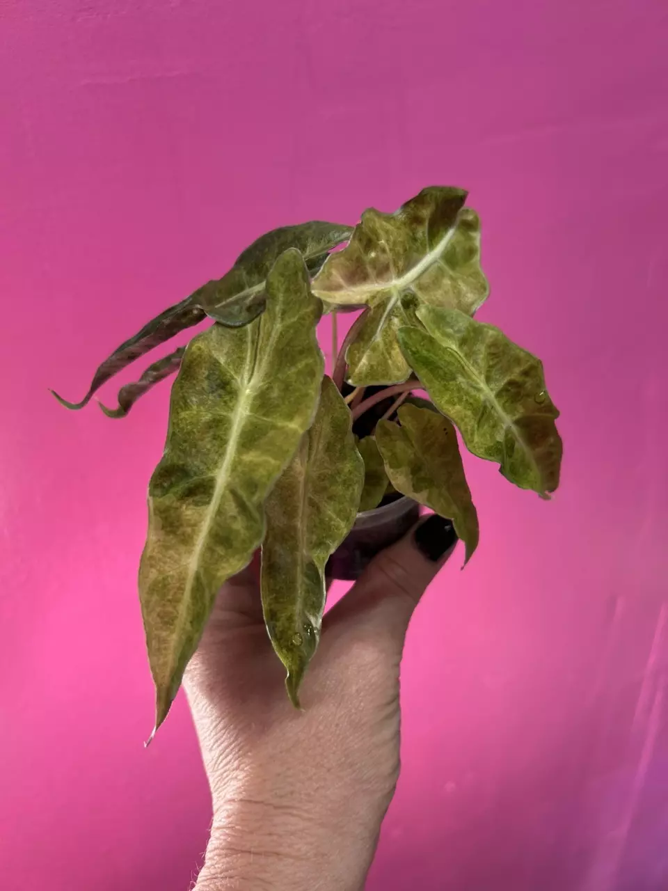 plant/Alocasia Polly Aurea-0