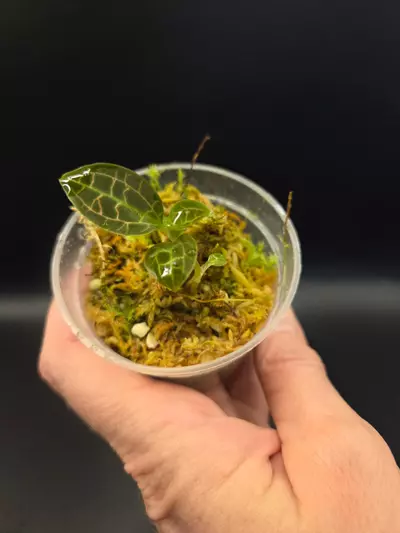 plant/Jewel orchid bundle-4-thumbnail