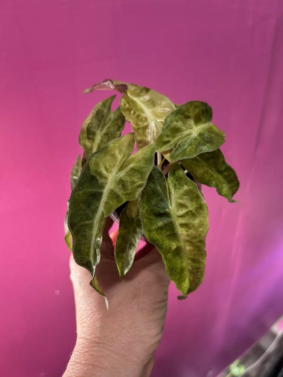 plant/Alocasia Polly Aurea-1