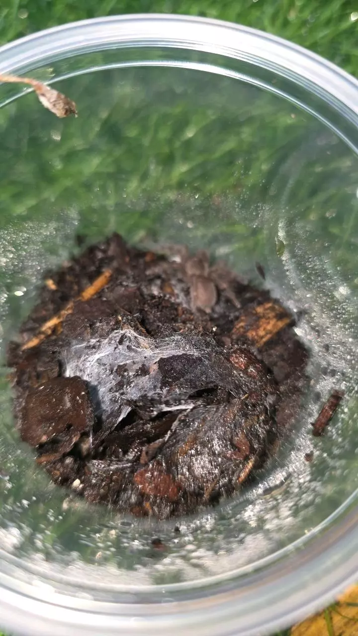 plant/Socatra Island Balforui (Monocentropus balfouri) 1" +-0