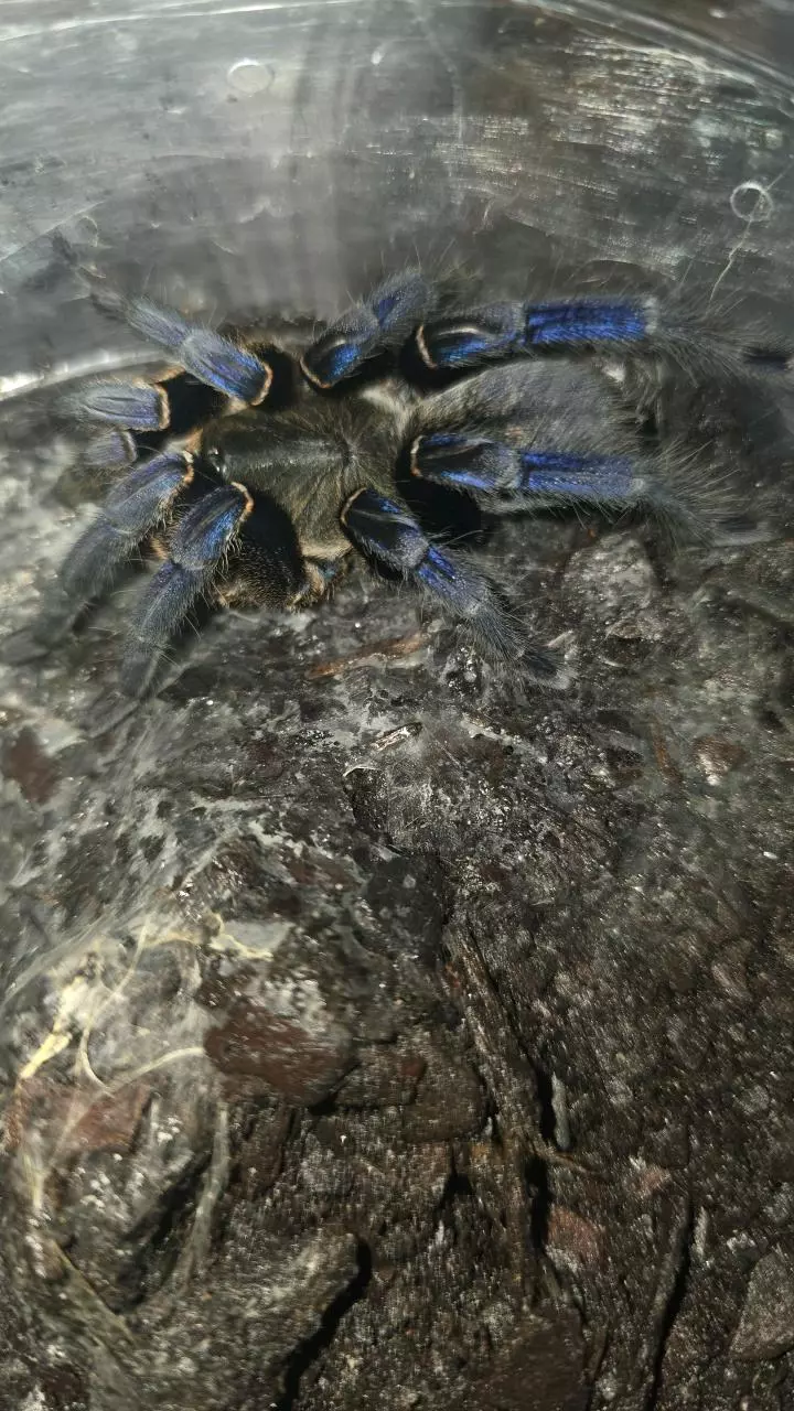 plant/Cobalt Blue (Cyriopagopus lividus) F 4"+-0