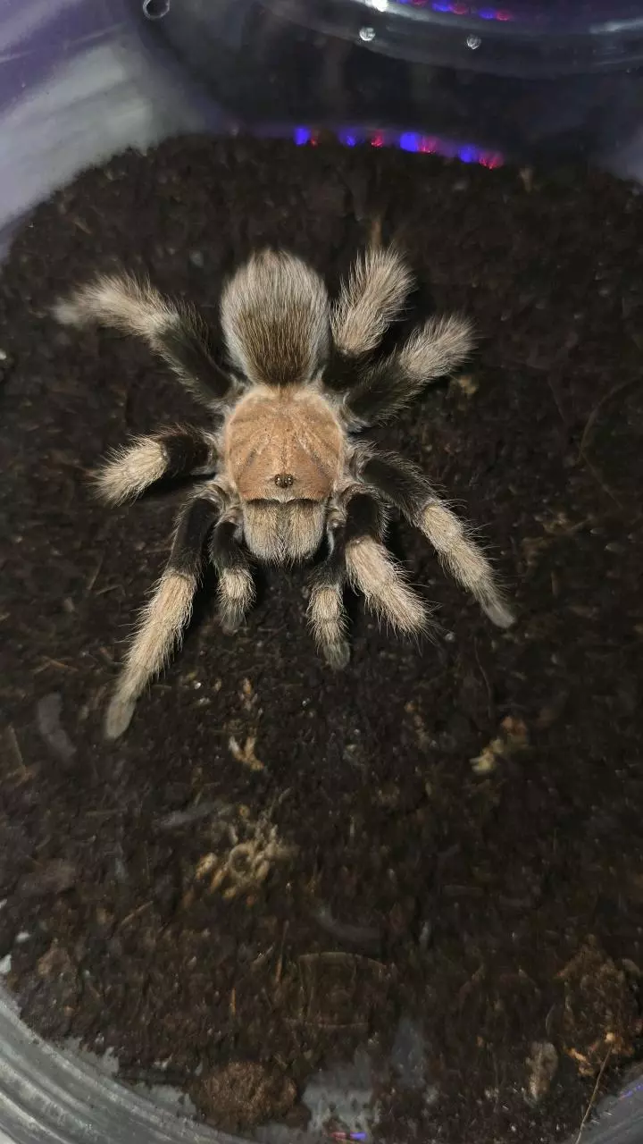 plant/Arizona Blonde (Aphonopelma chalcodes) 3"+-0